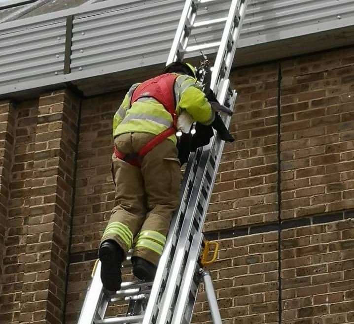 The gull was carried to safety. Picture: Sheila Stone