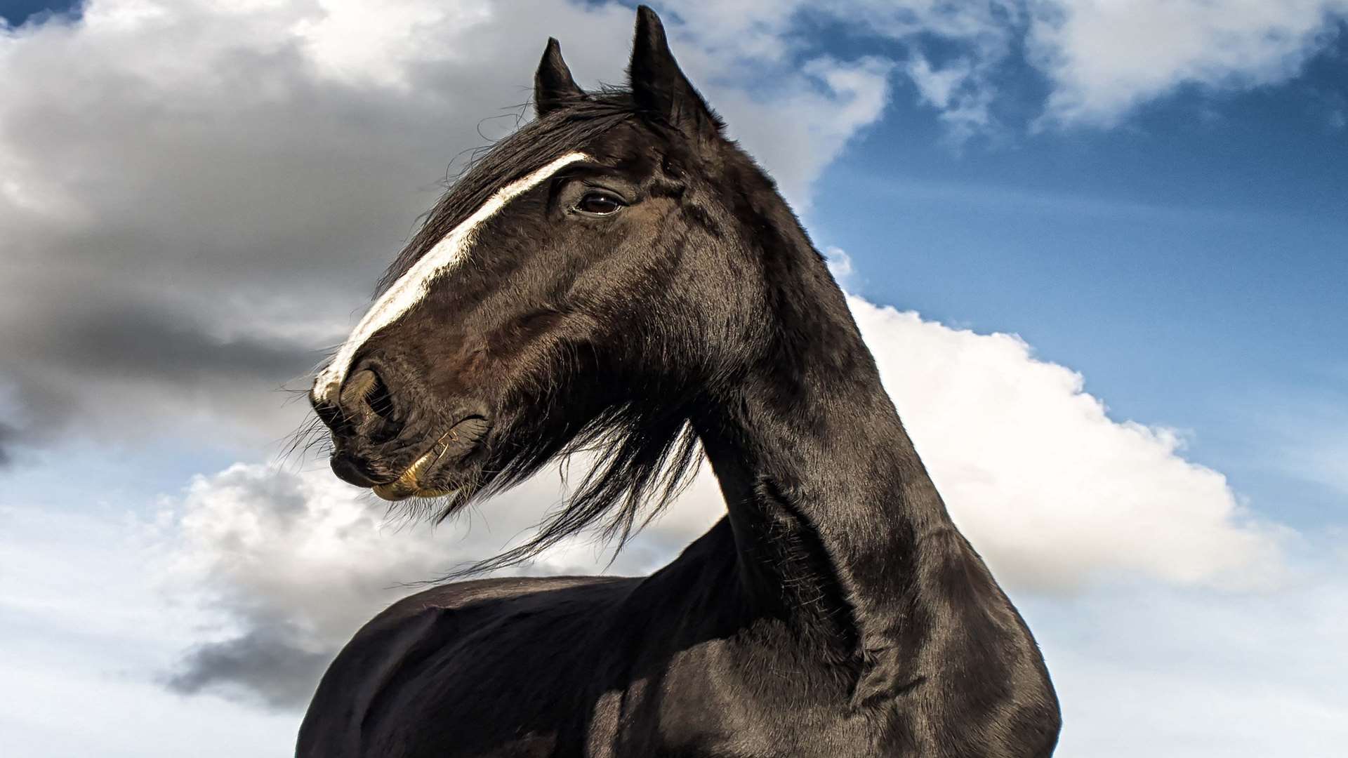 The horse, Max, was found eating hay unperturbed by the crash