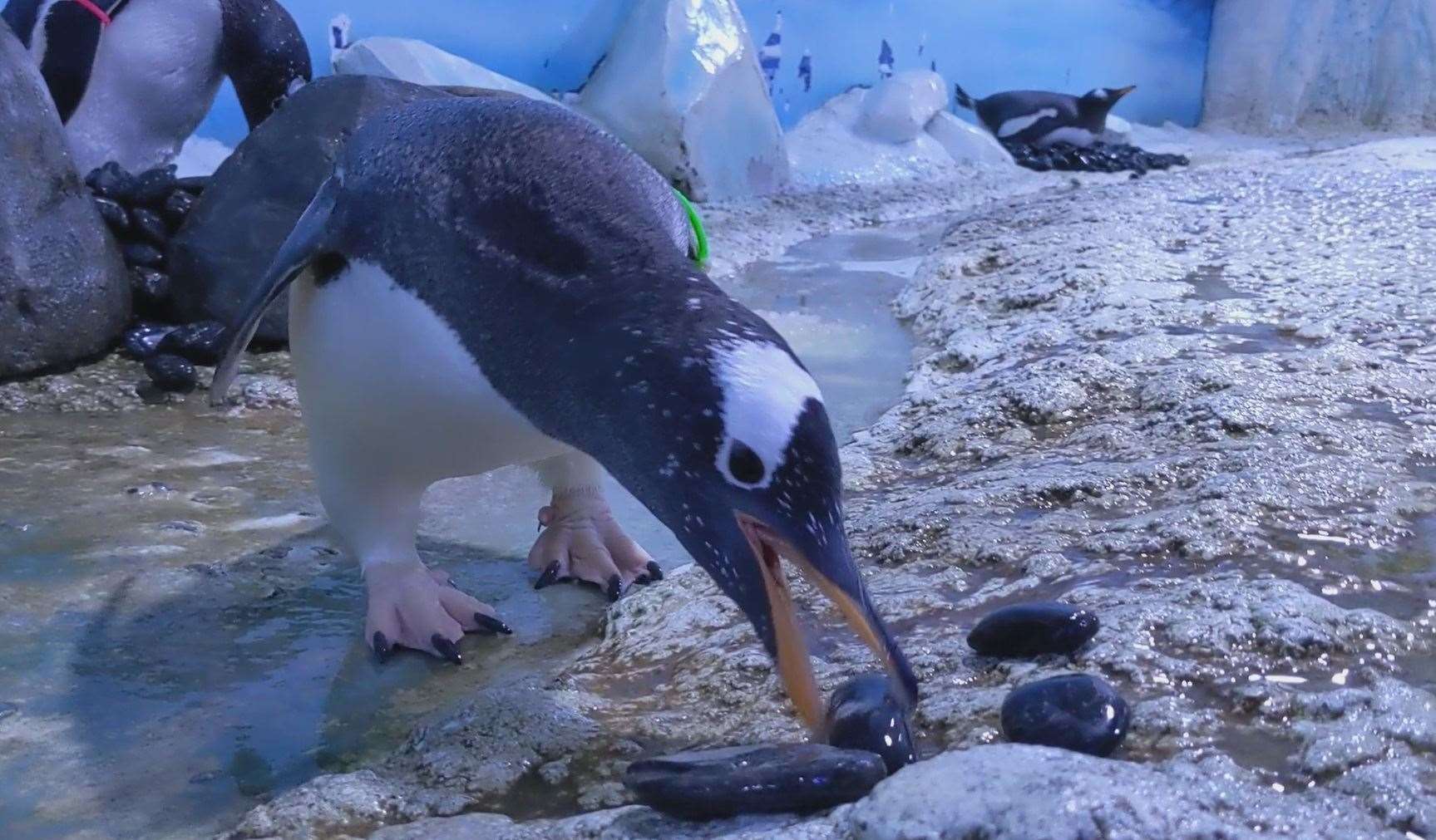 Gentoo penguins gift pebbles as part of a mating ritual (Sea Life London Aquarium)