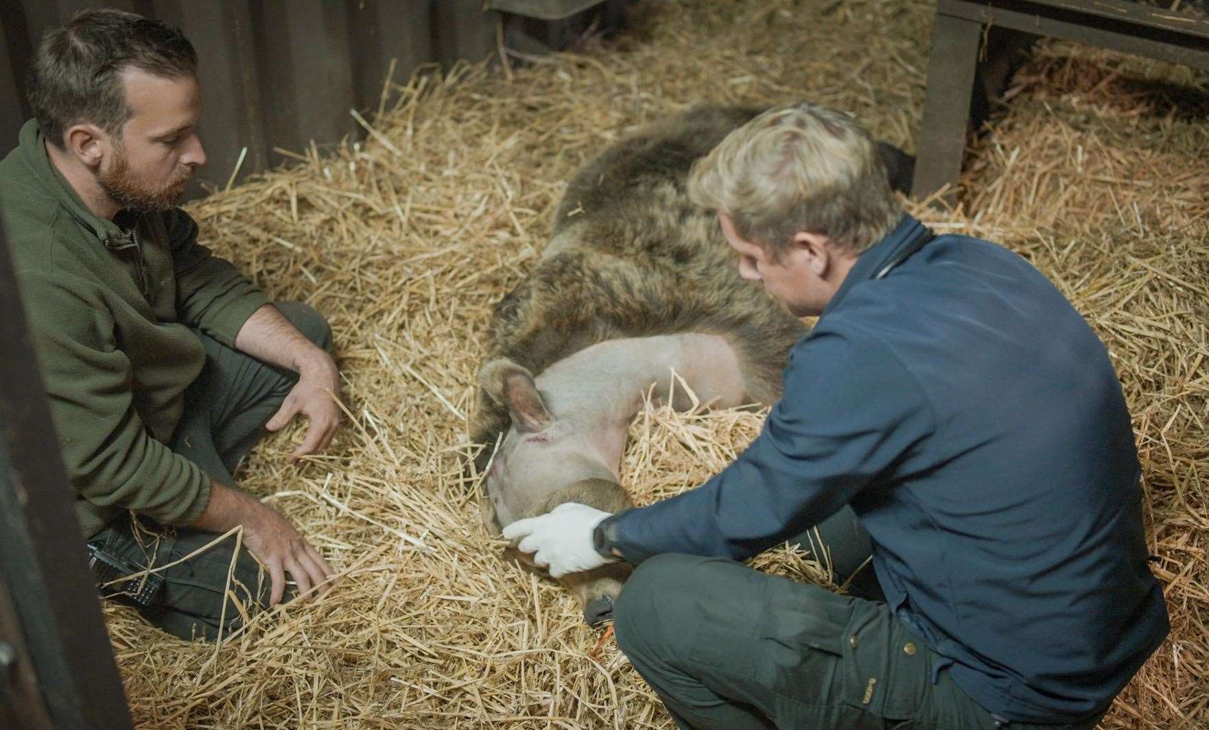 Boki is now resting following his brain operation this afternoon. Picture: Wildwood Trust