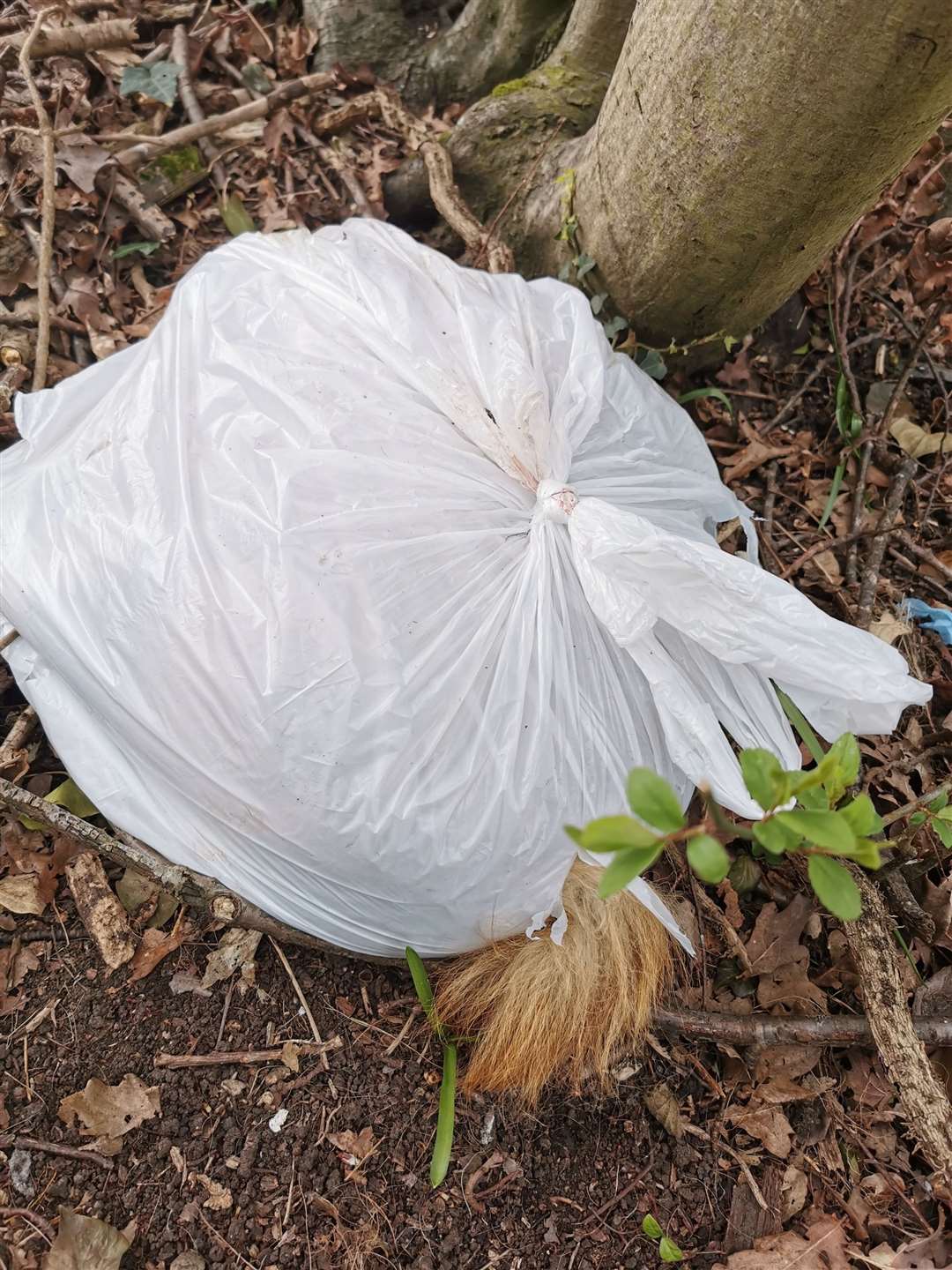 The poor little puppy was found dumped in a bag in Rainham. Picture: RSPCA