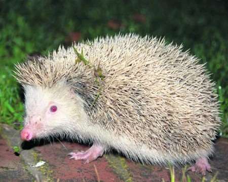 The rare albino hedgehog