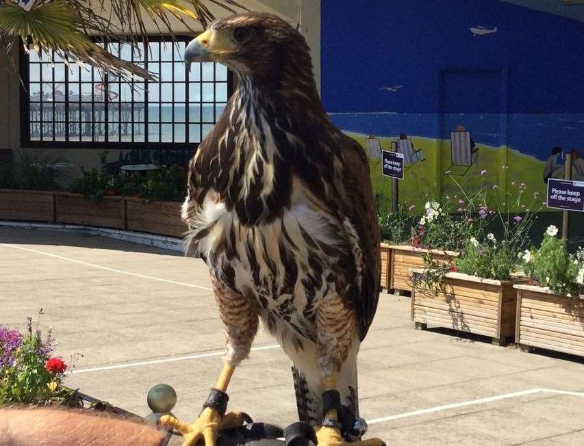 Canterbury City Council launched a trial in the summer to see if a hawk would be able to scare away the pigeons. Picture: Canterbury City Council