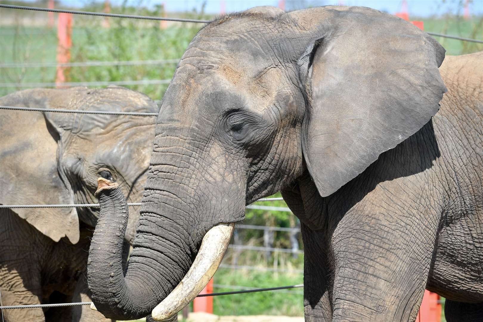 Shaka, the African Bull Elephant (Ben Birchall/PA)