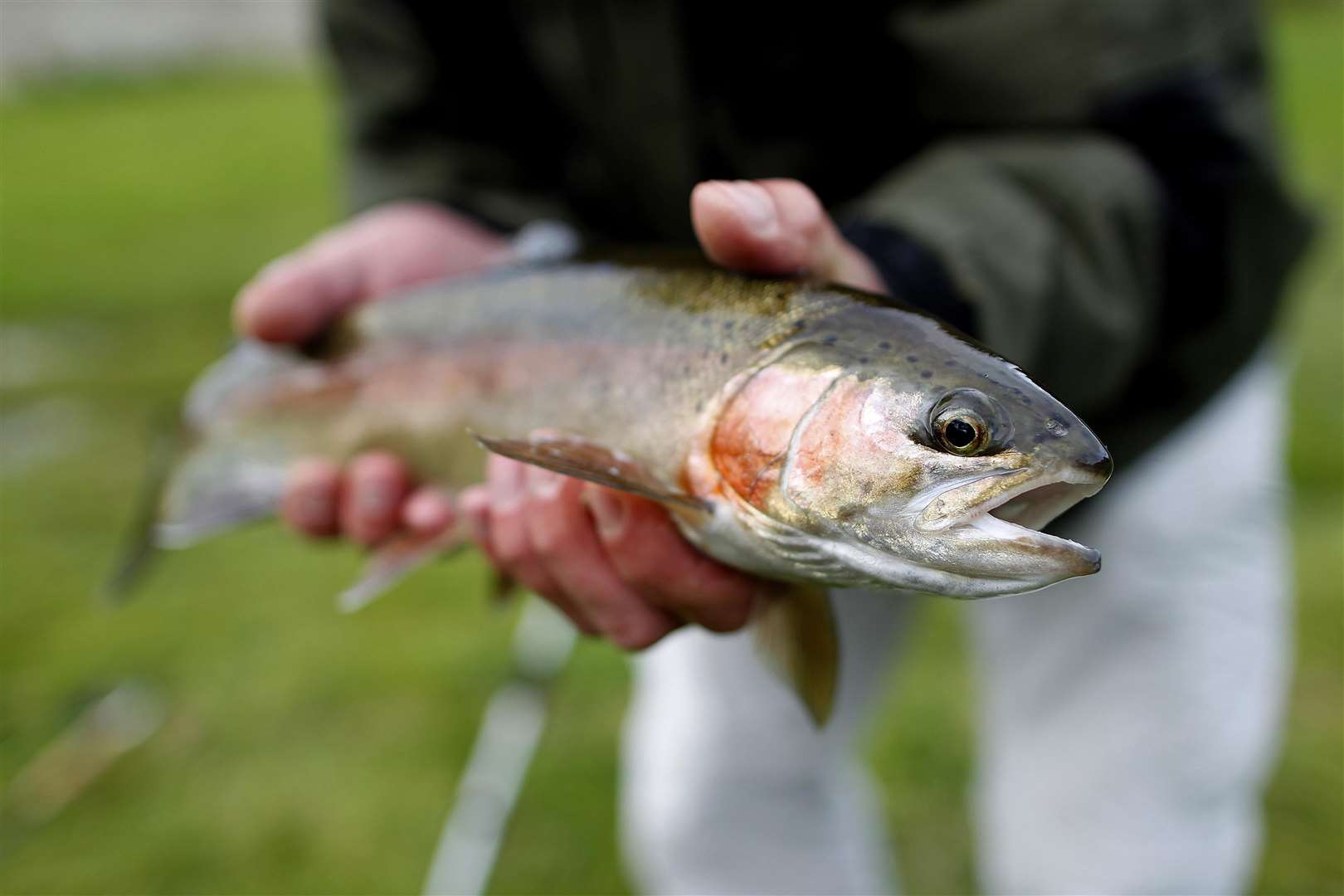 The study found that eating oily fish and other sources of omega-3 fatty acids may preserve brain health and enhance thinking skills in middle age (Julien Behal/PA)