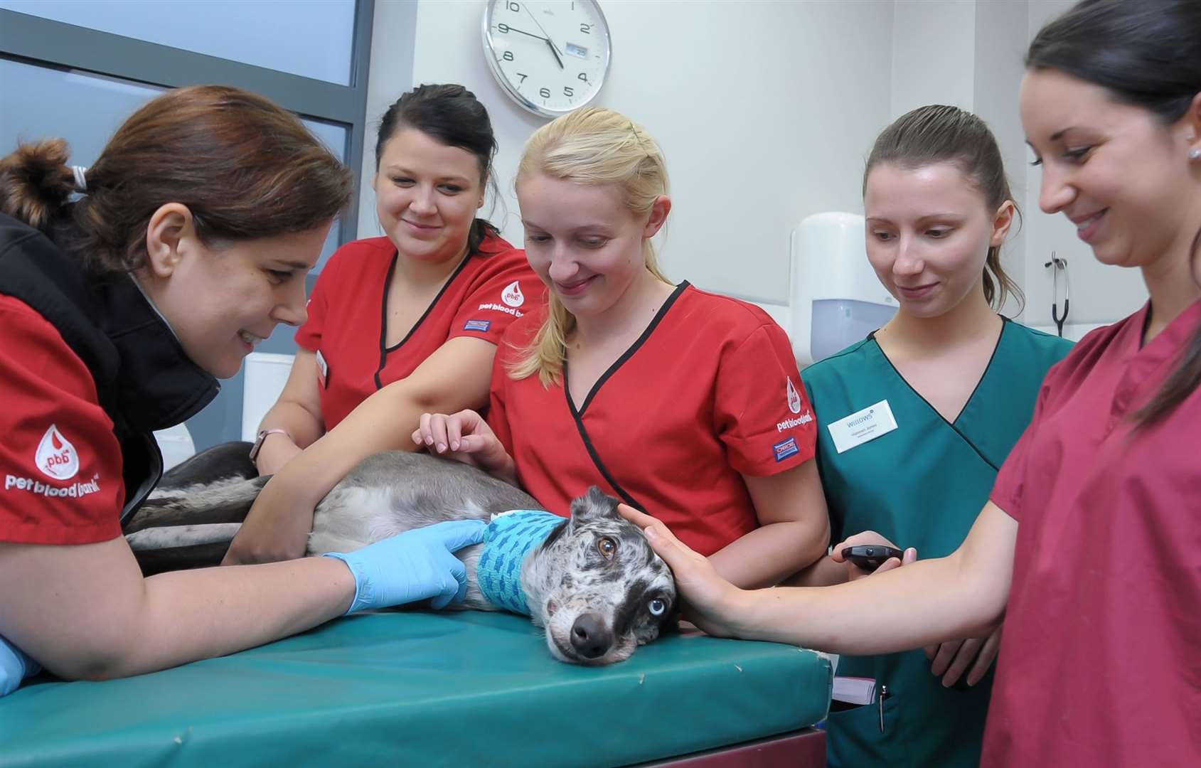 A Pet Blood Bank team with a donor in a donation room. Picture: Pet Blood Bank UK