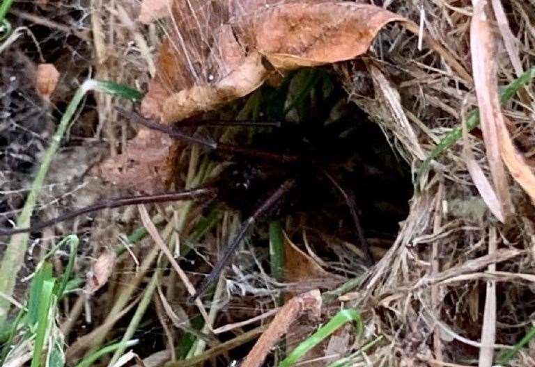 Spider filmed in Maidstone garden possibly a venomous green-fanged tube web