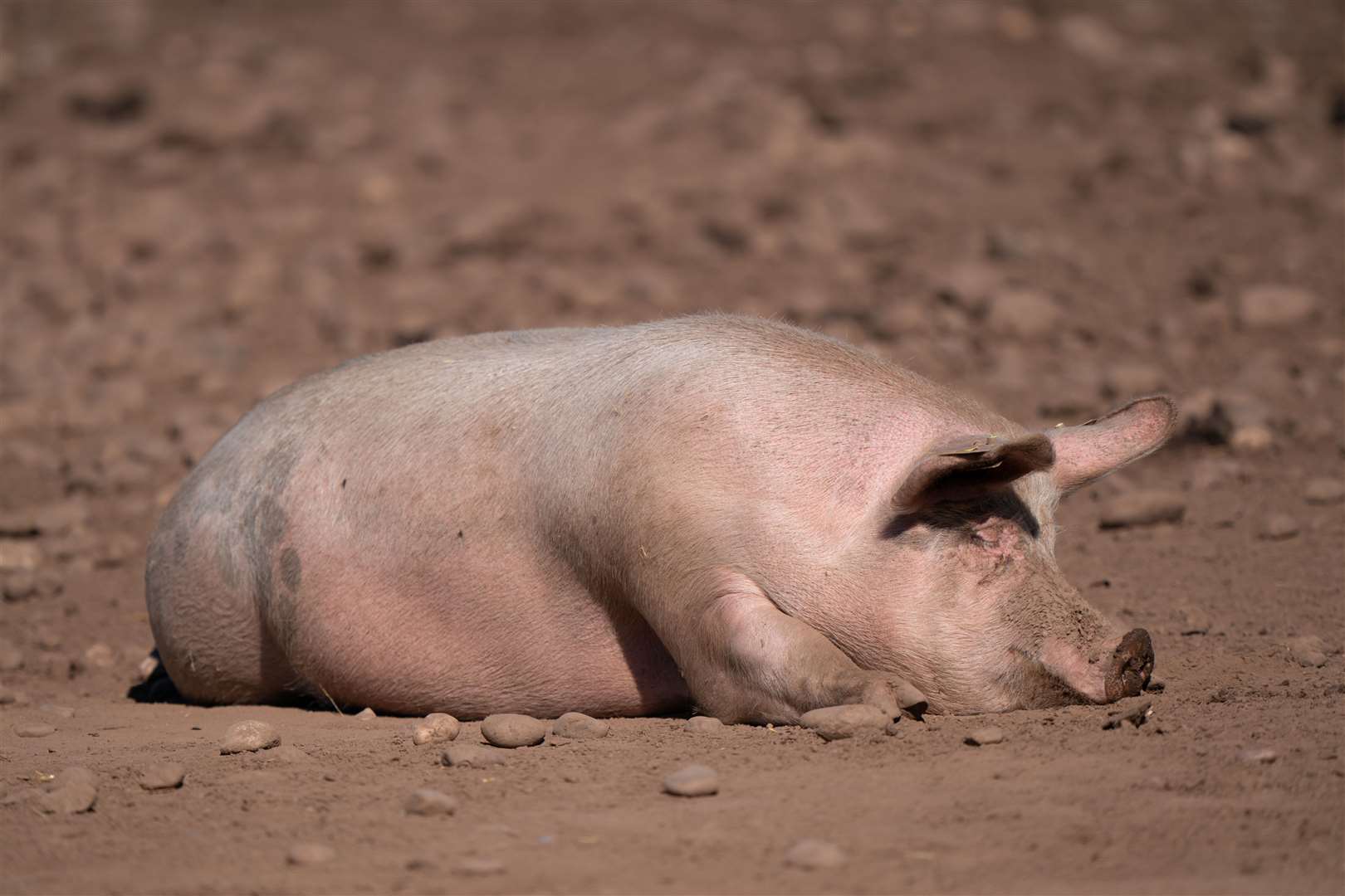 A crisis is currently engulfing the pig industry, according to agricultural leaders (Joe Giddens/PA Wire)