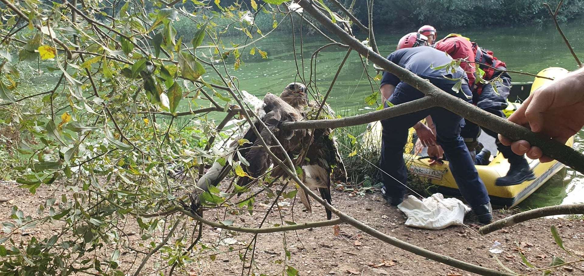 The poor buzzard was stuck near to Reed Pond