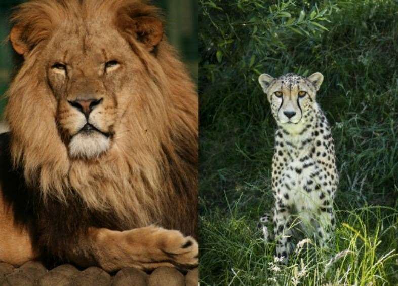 Kafara the lion and Martin the cheetah have both had to be put to sleep. All photos: Big Cat Sanctuary