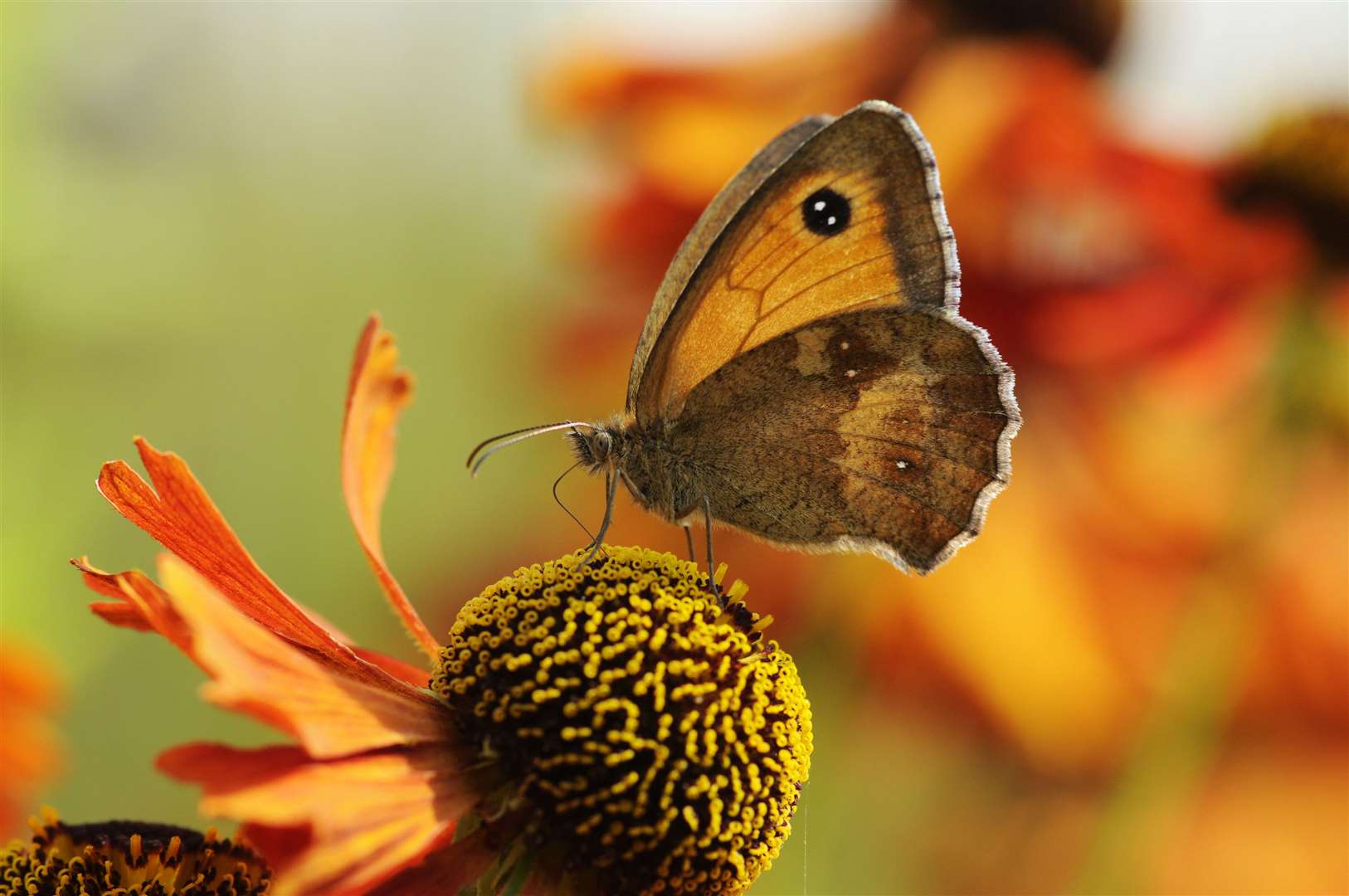 The Gatekeeper butterfly was the most spotted butterfly in 2022 (Liam Richardson/Butterfly Conservation)