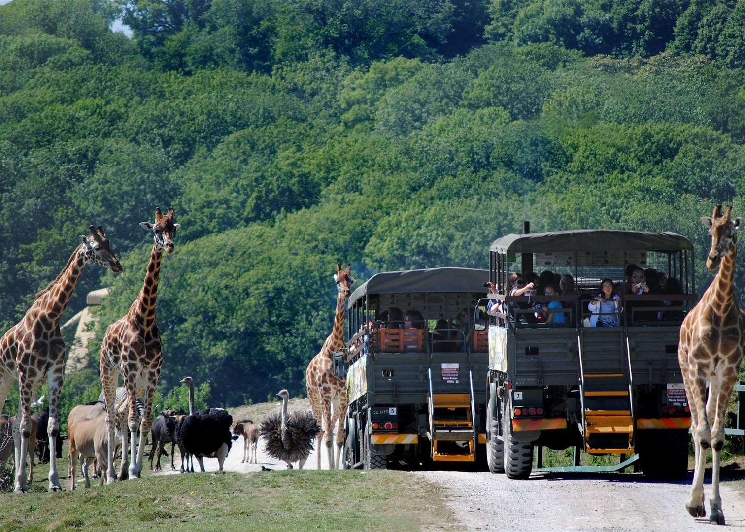 Port Lympne Reserve. Picture: Port Lympne Reserve