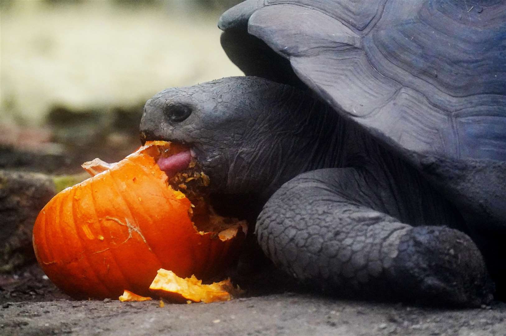 A Galapagos tortoise searches for Halloween treats hidden inside a pumpkin at ZSL London Zoo (Jonathan Brady/PA)