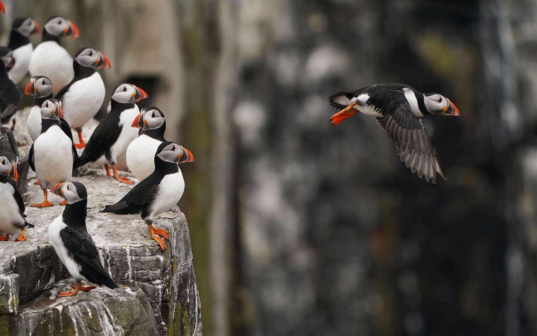 Puffins nest around the UK coasts (Owen Humphreys/PA)