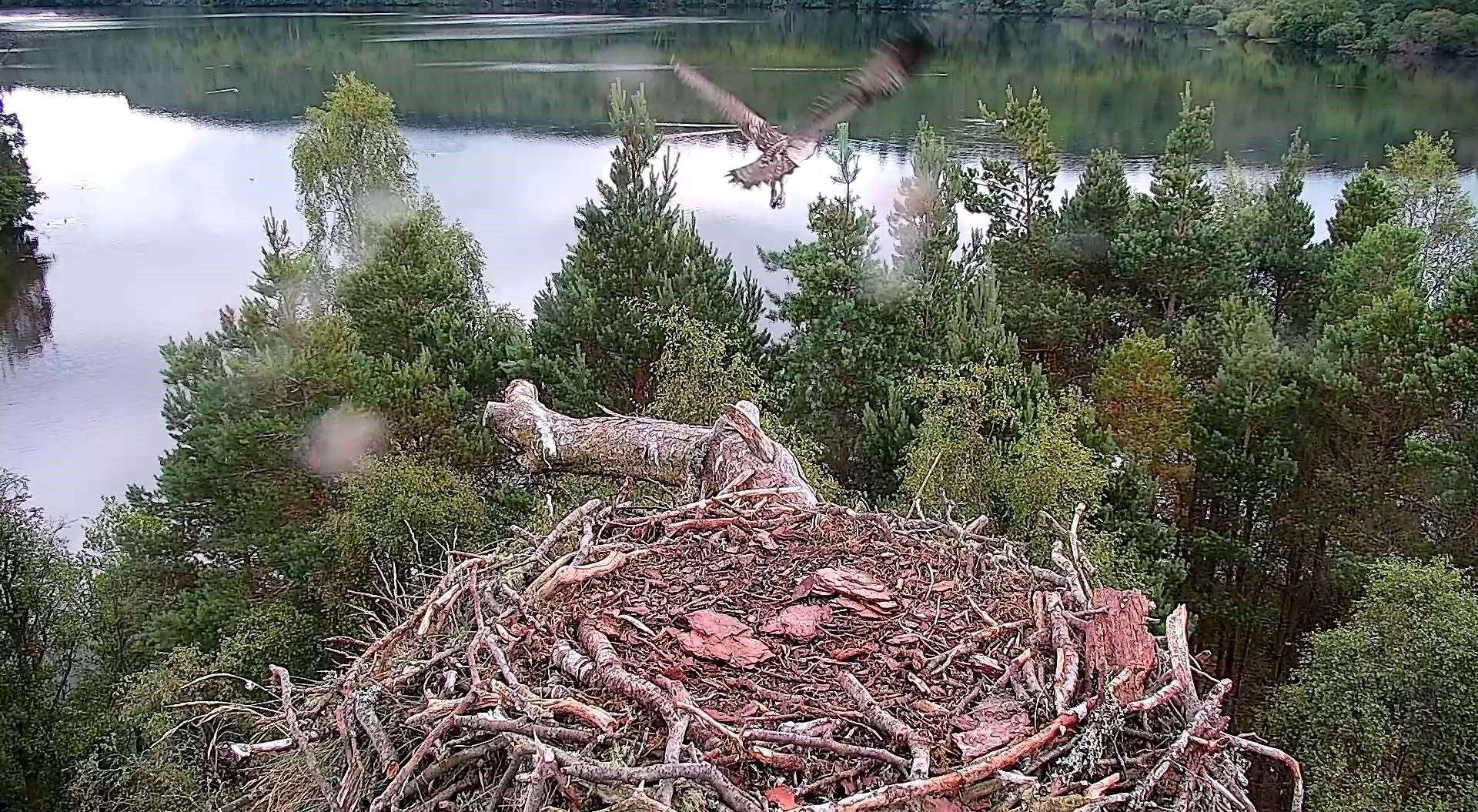 PF5 departs on his first flight (Scottish Wildlife Trust)