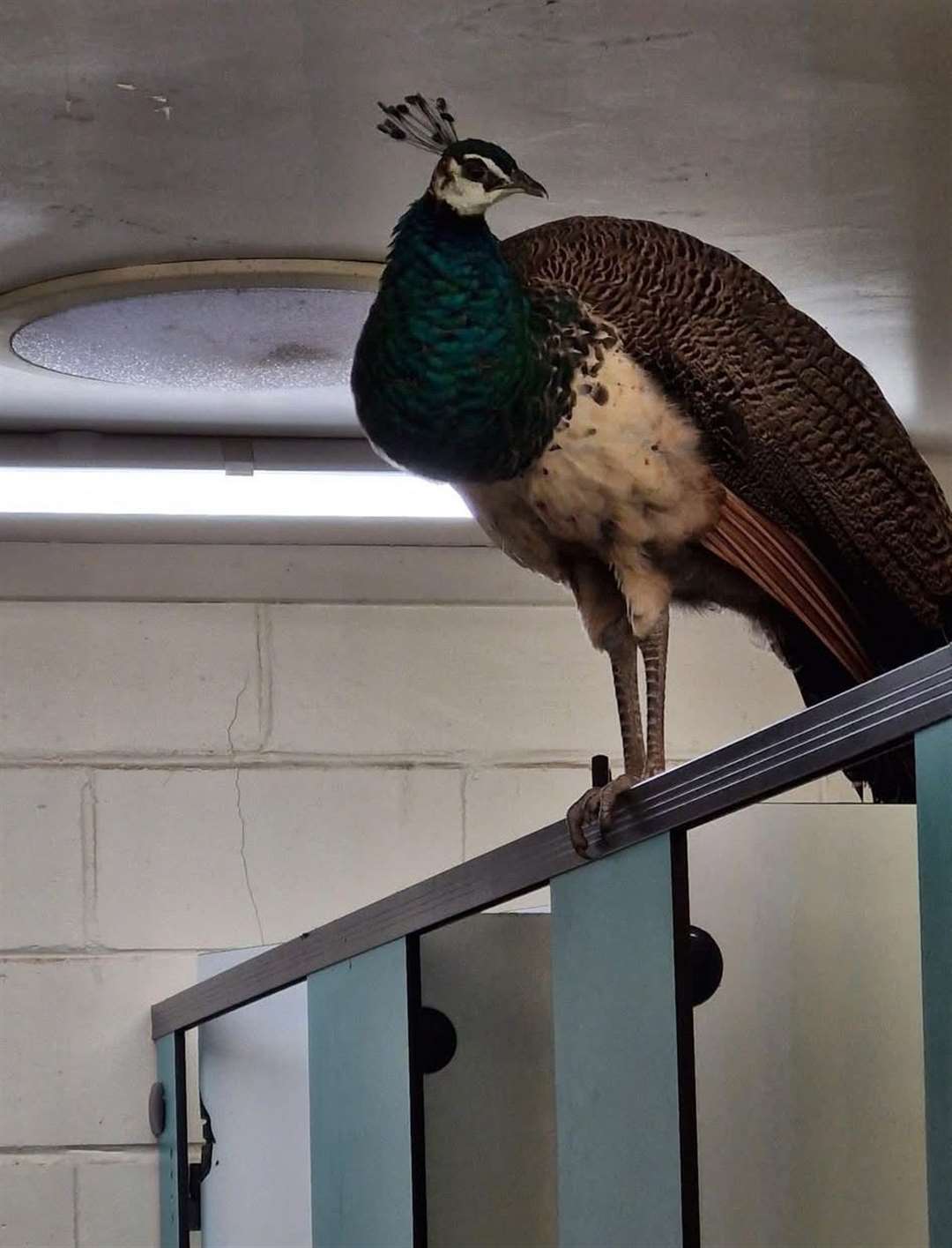 The peacock was perched on top of a cubicle at Capstone Country Park. Picture: Susan Wilsher