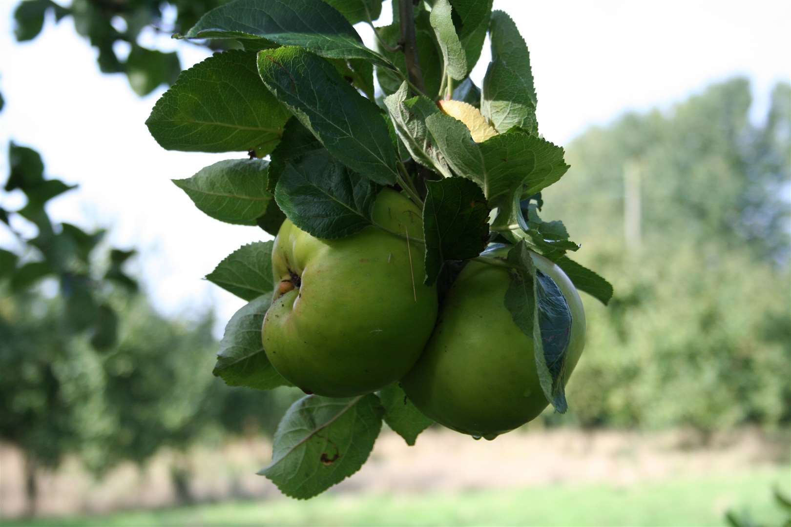 Heavy bramleys on the branch