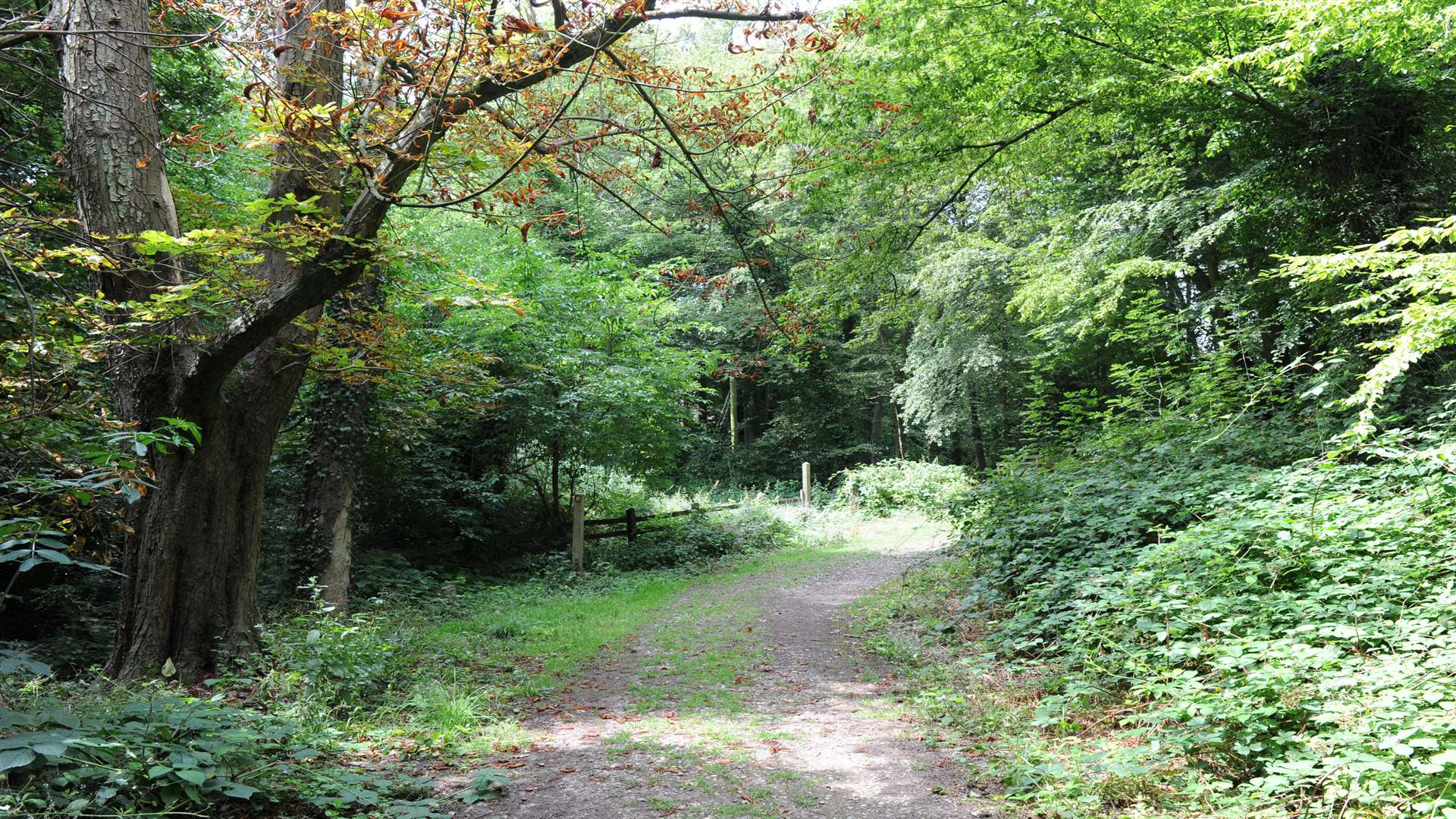 Trosley Country Park, on top of the North Downs near Meopham