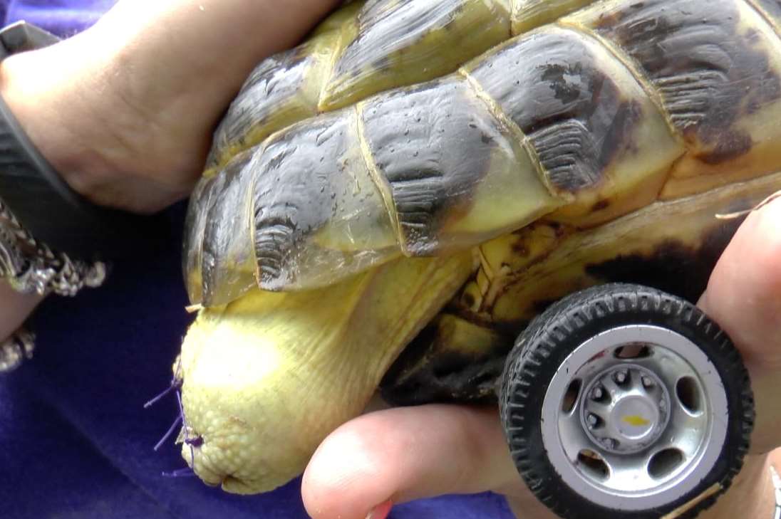 The tortoise was fitted with wheels from a toy car