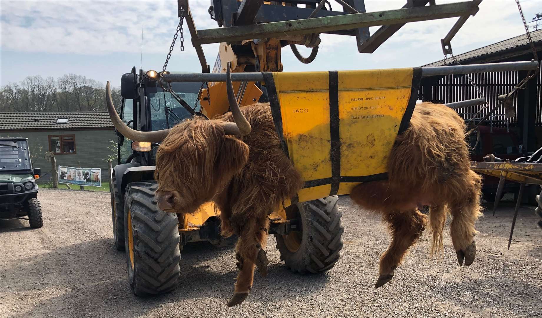 One of Mr Coles' Highland cattle had to be transported five miles to Roundoak farm to retrieve care before she died.