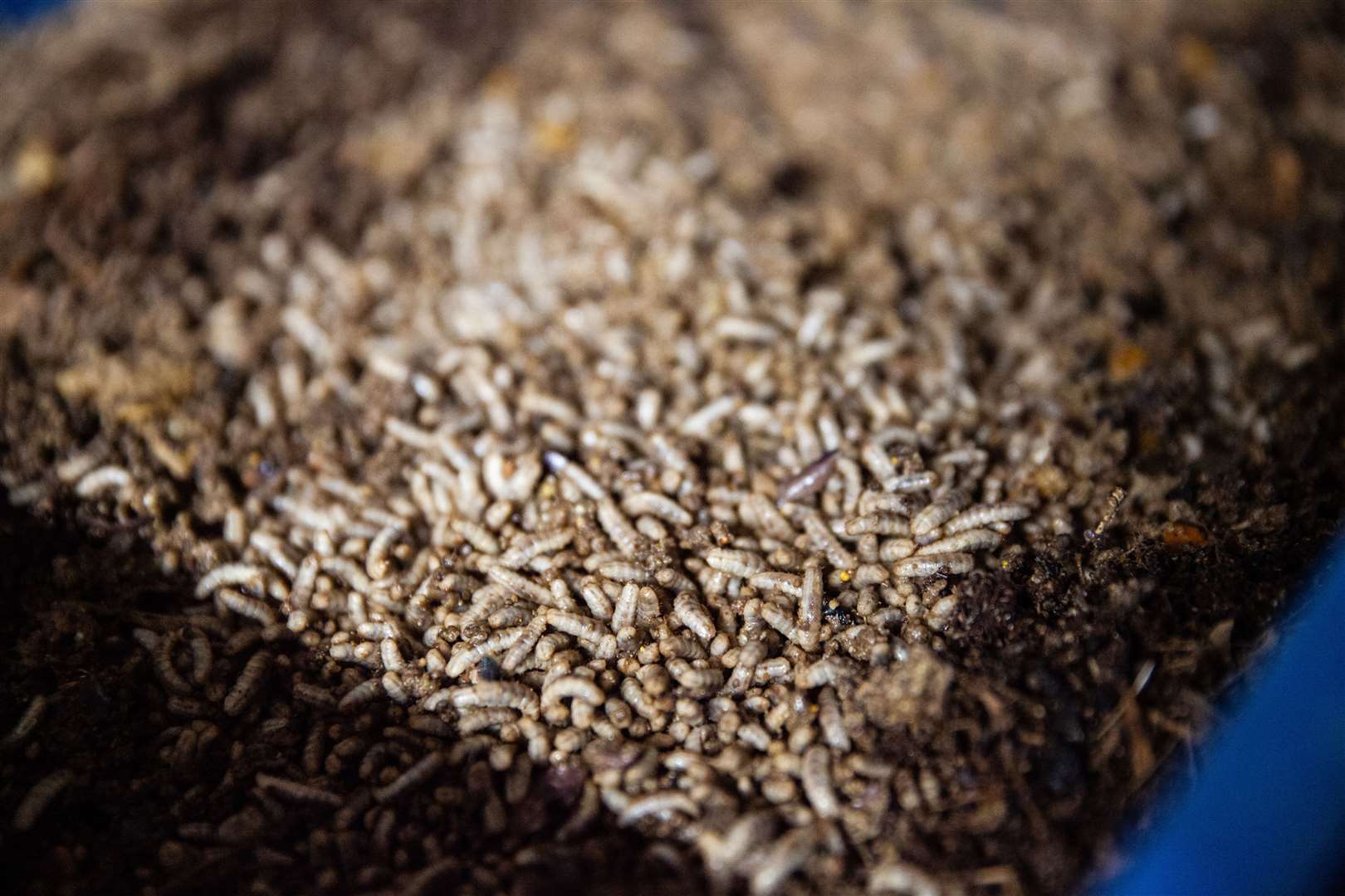 Insects at an AgriGrub facility (Electric Robin/PA)