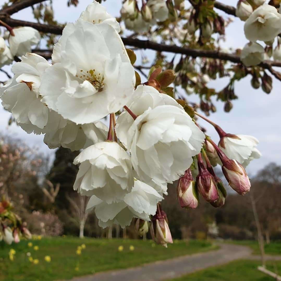 Cherry blossom at Hole Park Gardens, Rolvenden