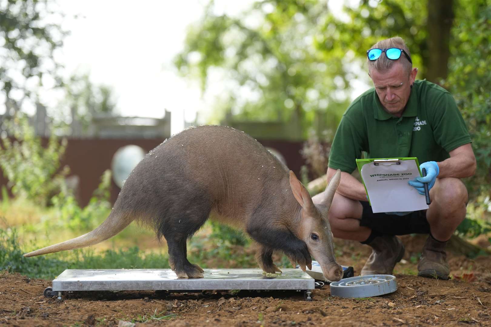 … others, such as Doby the aardvark, snuffled into position in return for some breakfast (Joe Giddens/PA)