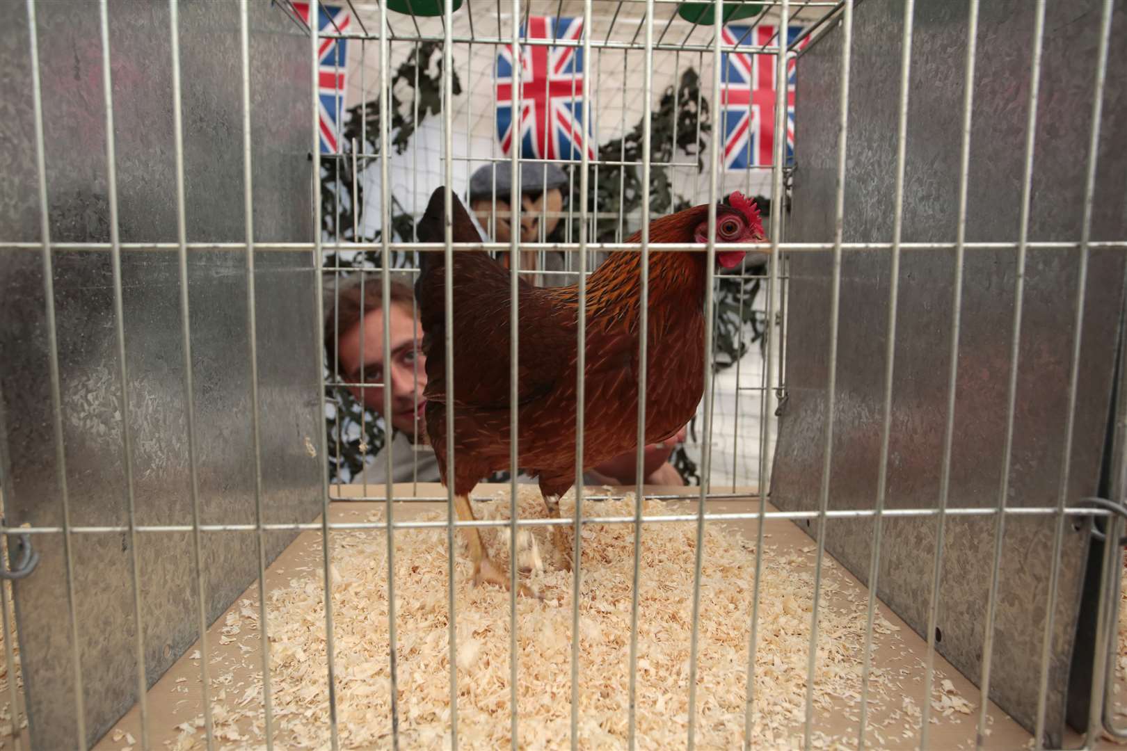 In the chicken tent last year