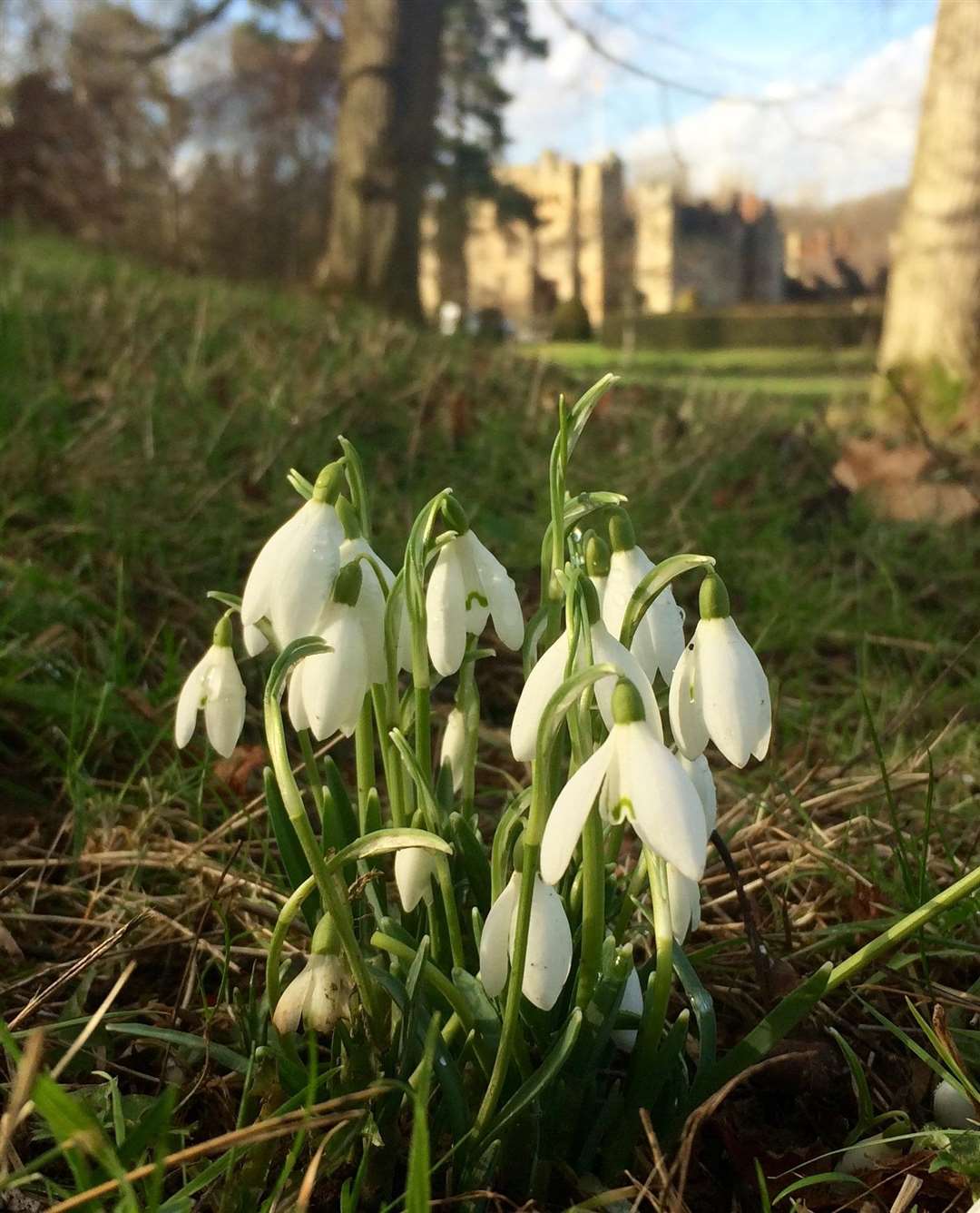 You can see the snowdrops at Hever Castle