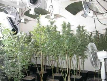 Hundreds Of Cannabis Plants Seized In Raid