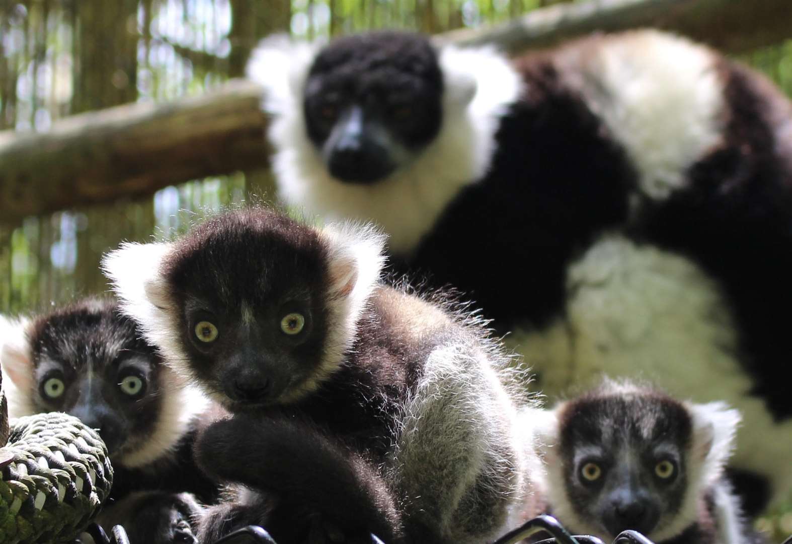 The lemur infants at Pork Lympne. Credit: Port Lympne (2352767)