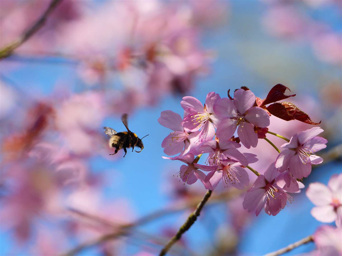 Pink cherry blossoms on a wild cherry tree. Picture: National Trust / Rob Coleman