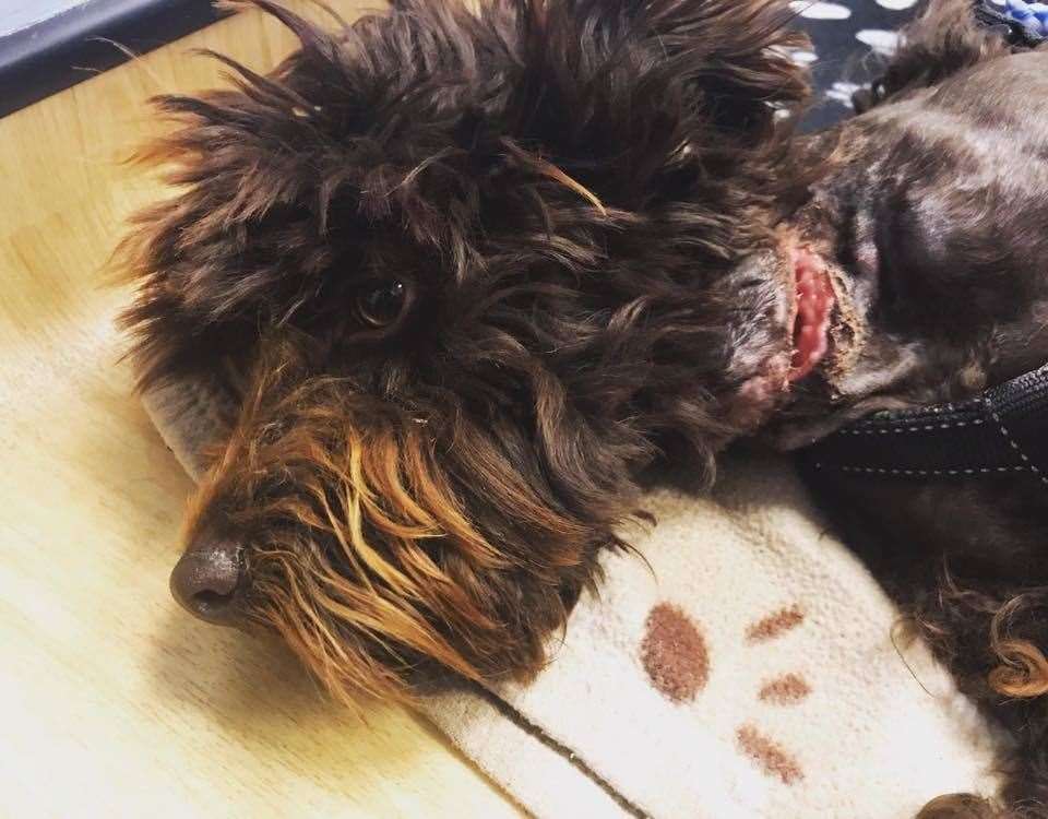 Gash: Injured Kizzy the cockapoo is being treated at the New Hope Animal Rescue sanctuary in Northfleet. Picture: New Hope Animal Rescue (11798950)