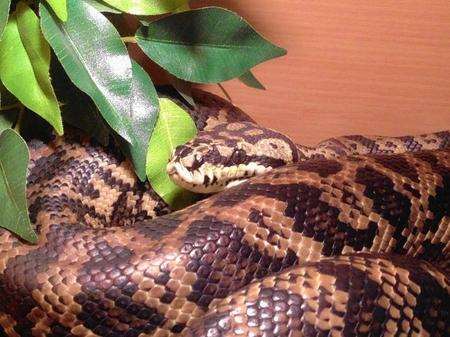 A seven foot carpet python has been found at the back of a fridge, after escaping her enclosure.