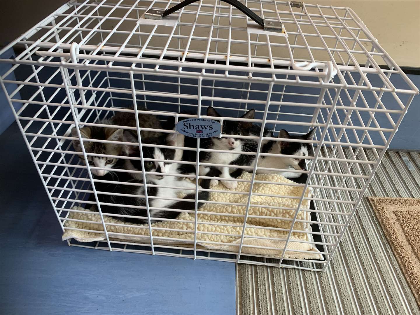 22 cats also had to be rescued from a house in Weston-super-Mare after an unneutered female had multiple litters of kittens (RSPCA)