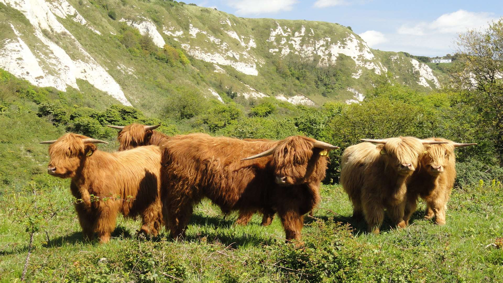 The Highland cattle have returned to the Warren. Picture: White Cliffs Countryside Partnership