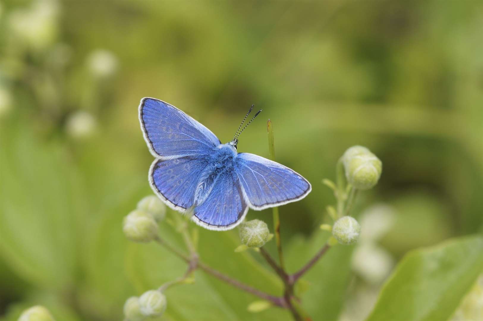 The Common Blue butterfly saw an increase of 154% from last year (Ian A Kirk/Butterfly Conservation)