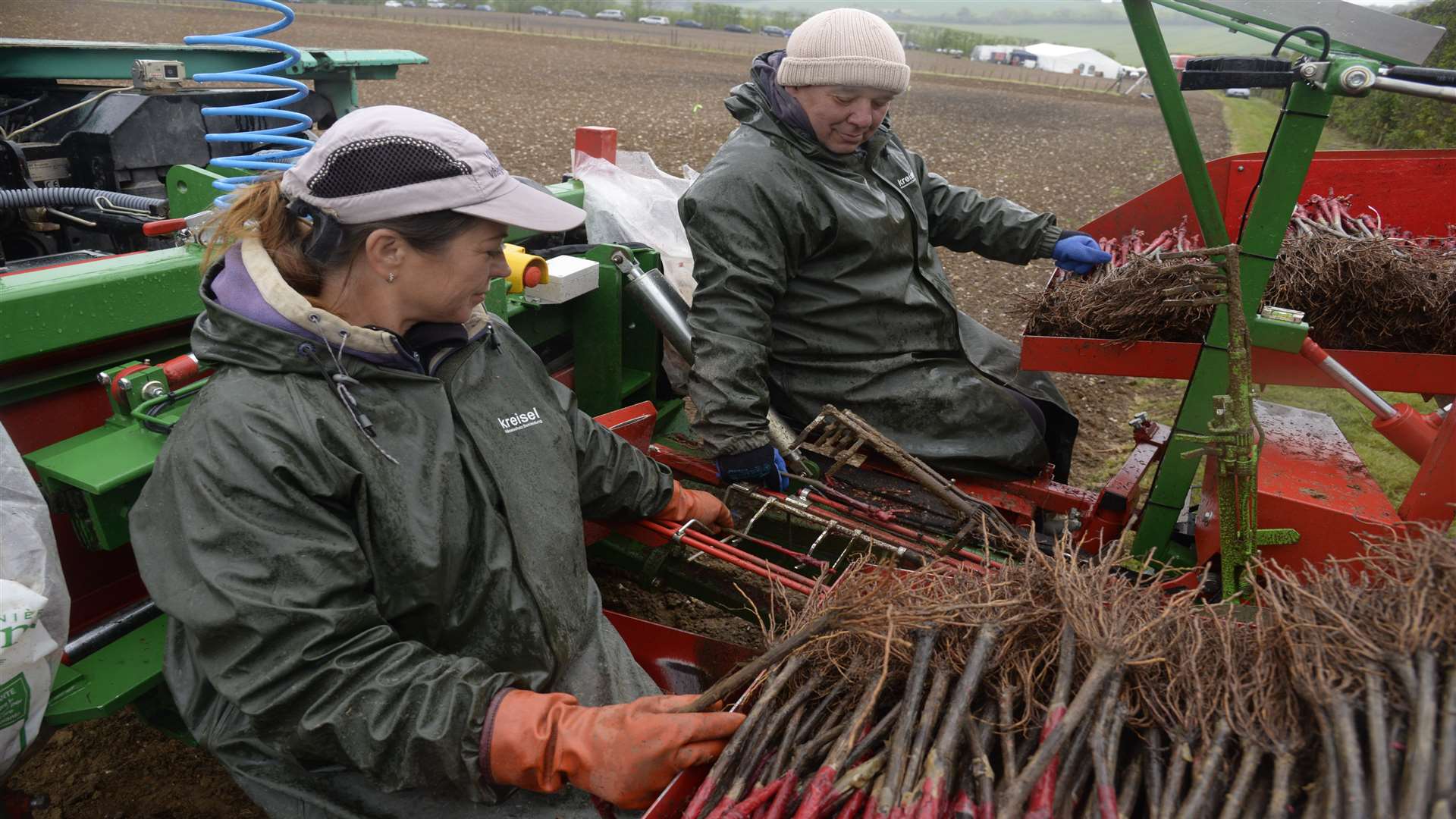 Planting vines at the Domain Evremond vineyard