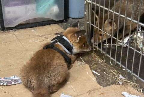 Young Hazel with another fox