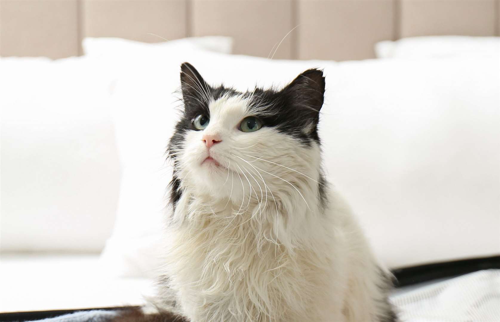 Try not to keep your cat's food and litter box in the same room. Stock image