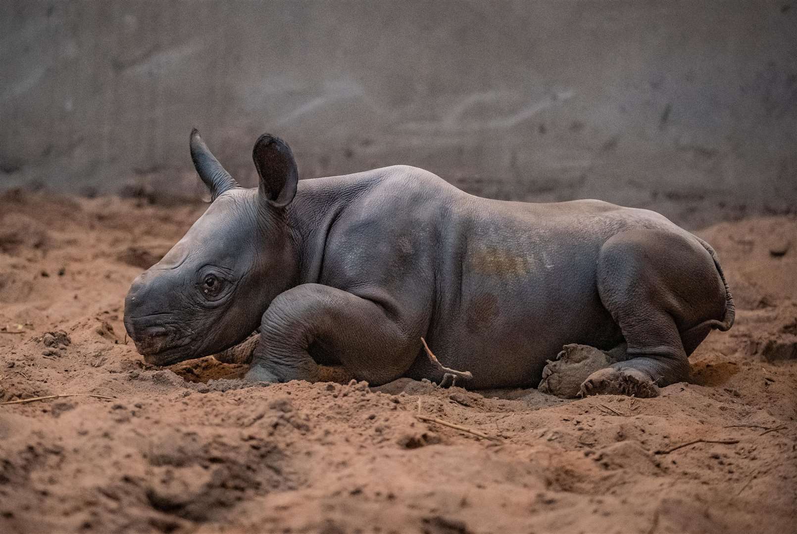 The public can now help choose a name for the calf (Chester Zoo)