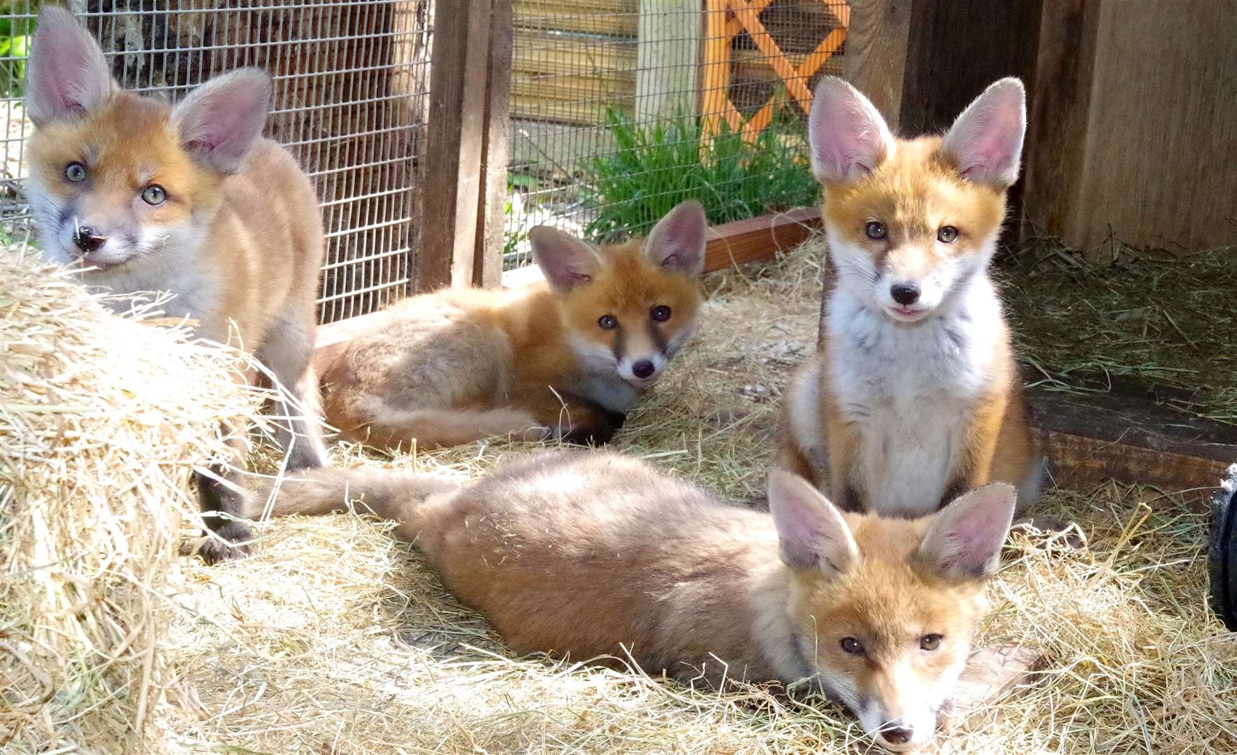 Four foxes at The Fox Project posing for the camera. Picture: The Fox Project