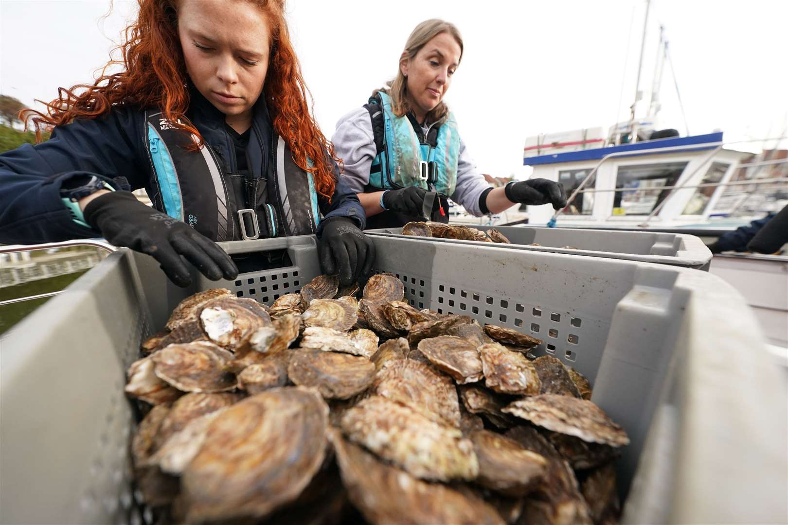 The reef is the size of a football pitch and the oysters will not be farmed to be eaten but will be left to reproduce and potentially spread to other coastal waters (Owen Humphreys/PA)