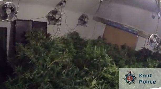 About 200 plants were found in the Mersham raid