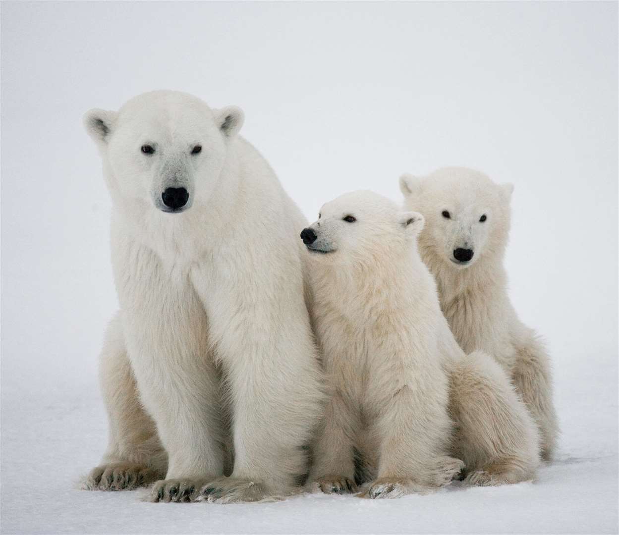 Polar bear with a cubs in the tundra (Alamy/PA)