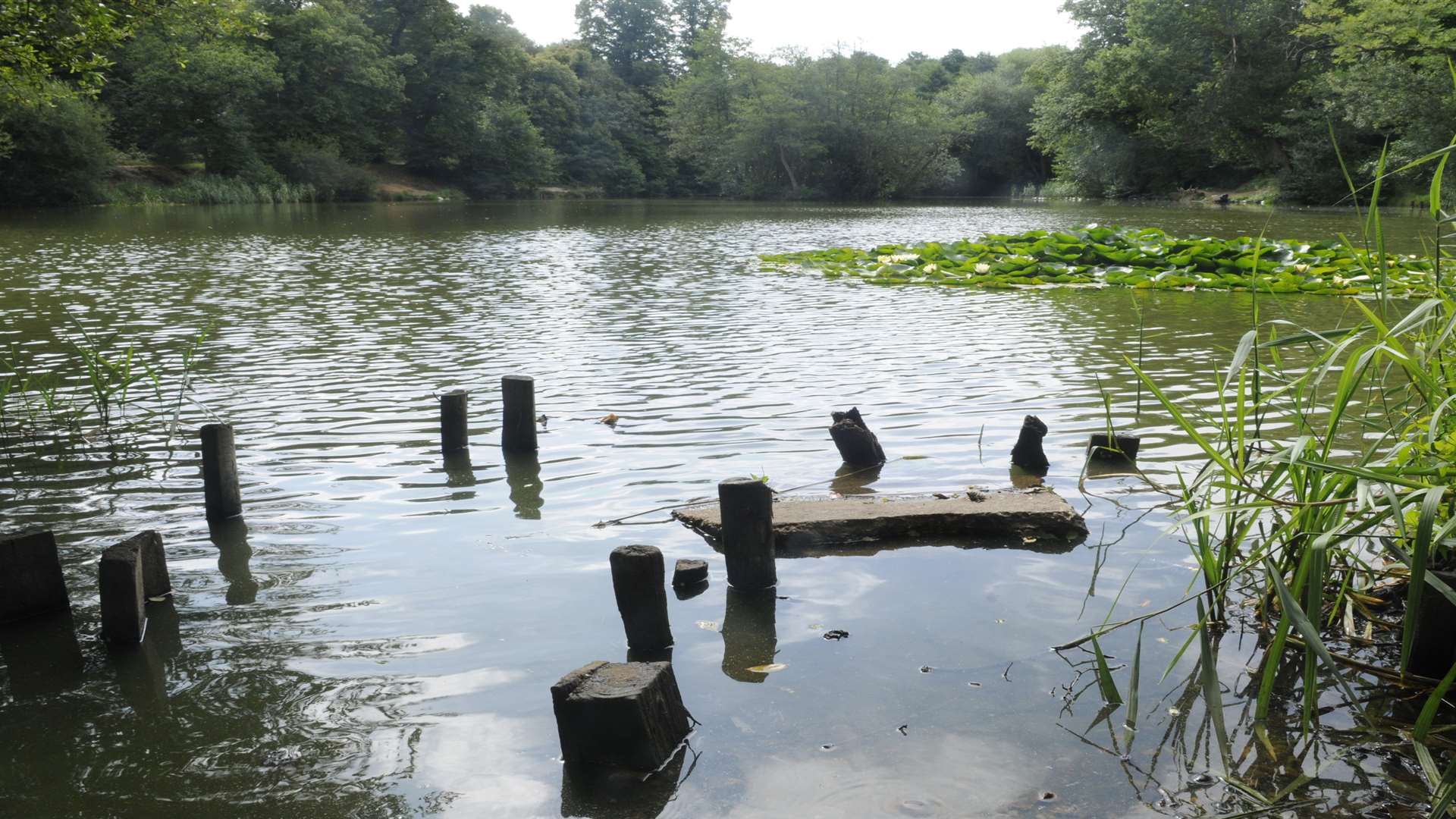 Park Reed Pond