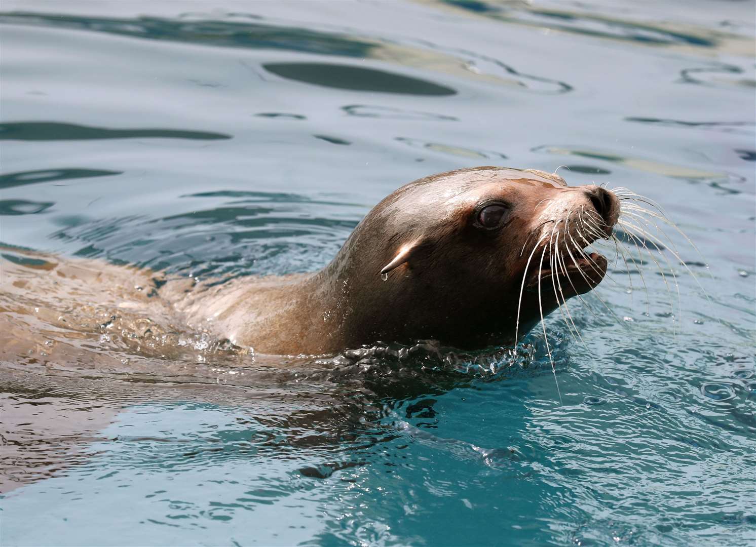 Bella the California Sea Lion (Andrew Milligan/PA)