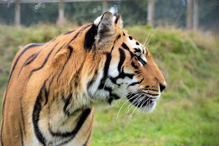 A tiger at Wingham Wildlife Park