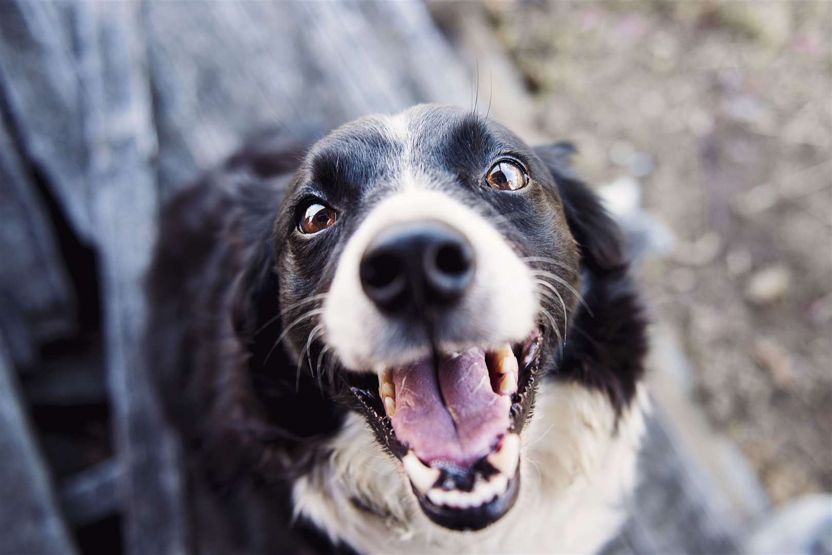 Dogs bring us their toys to get our attention. Stock Image