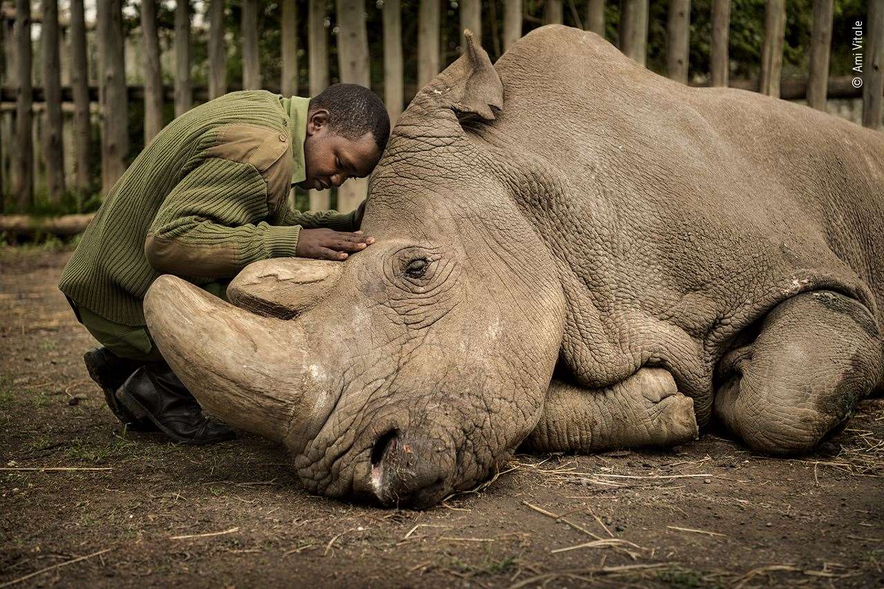 The last moments between rhino and ranger were captured in this highly commended shot (Ami Vitale, Wildlife Photographer of the Year/PA)